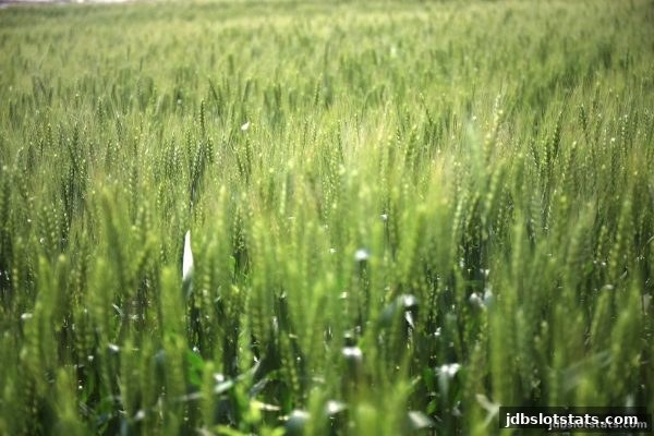 jdb电子二十一点回馈活动申请指南：从入门到精通步步为营