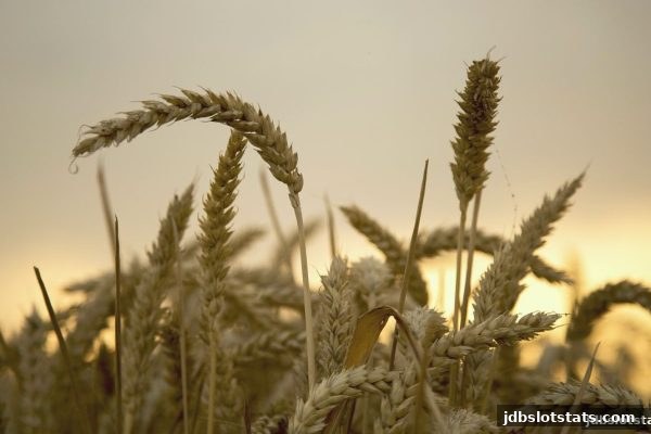 jdb电子深度解析：注册后专属专家足彩优惠全攻略